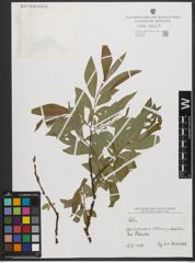 Foto von Salix L.